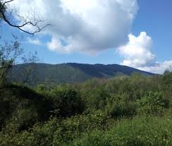 The Secret Peasant Book Club