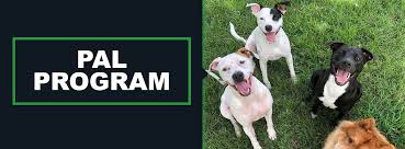 Our adoption center is open daily from 11 am to 5 pm. Pals Tulsa Spcatulsa Spca
