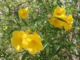 A tree in moderate bloom in ironwood forest national monument. Yellow Bell Flower Tree Novocom Top