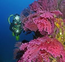 Ustica for its backdrops and its biodiversity has been called paradise's divers, so it is a destination for enthusiasts of underwater exploration. Mare Nostrum Diving Discount 20 Off Ustica Scuba Diving In Italy From 300 Awe365