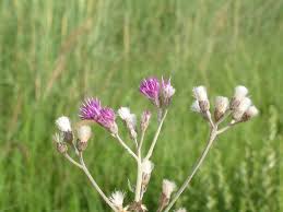 Image result for Vernonia oligocephala