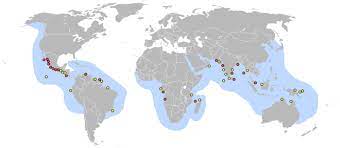 Hawksbill sea turtle is endangered because of habitat loss! Olive Ridley Sea Turtle Wikipedia
