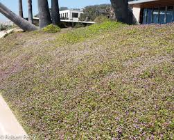 Image result for Phyla nodiflora