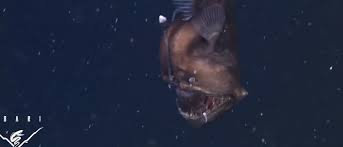 Doch was macht sie aus? Tiefsee Erstmals Lebender Anglerfisch Gefilmt Spektrum Der Wissenschaft
