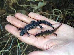 Newts – What Do They Eat? What Eats Them? | Nurturing Nature
