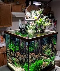 Iwagumi Aquascaping A Beginner S Guide Aquascape Freshwater Aquarium Fresh Water Fish Tank