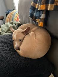 What breed is my dog, a chihuahua mixed with an Italian Greyhound?