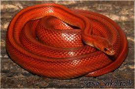 Bloodred Stripe Corn Snake Corn Snake Pet Snake Snake