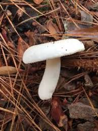 Image result for Russula perlactea