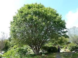 Image result for bigtooth maple