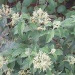 Image result for Hoslundia