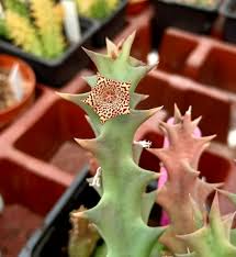 Image result for Orbea carnosa