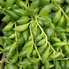 Image result for Senecio