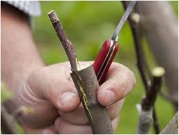 Az ünnep tartalma, hogy szűz mária, jézus édesanyjává lett. Gyumolcsolto Boldogasszony Unnepe Legyen A Magyar Diszkerteszekert Szolidaritas Napja Zoldteto Epites Es Kivitelzes