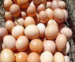 Penetasan telur ayam merupakan hal yang diharapkan untuk berhasil oleh para peternak ayam. Telur Ayam Cangkang Putih Segar Tersedia Untuk Ekspor Buy Chicken Eggs In Bulk Hatching Chicken Eggs Fresh Brown Eggs Product On Alibaba Com