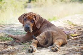 Tosa Inu Puppy Cane Tosa Ken Tosa Tōken Japanese Fighting Dog Japanese Mastiff Mastiff Puppies Cat And Dog Memes Puppies