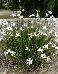 Butterfly Grass Dietes Plant Wild Iris Daylilies In Australia Landscaping Plants Waterwise Garden Plants