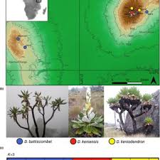Image result for Dendrosenecio erici-rosenii