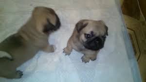 Keep reading to learn more about your pug puppy's diet requirements and to see our top picks for. My Little Pug Puppies Eating 1 Month Old Youtube