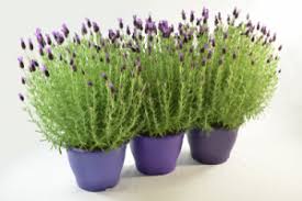 Gambar bunga lavender latar gunung gratis download gambar nature. Bunga Lavender Si Pengusir Nyamuk Harga Dan Cara Menanam