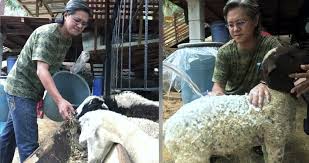 We did not find results for: Peguam Seronok Ternak Kambing Biri Biri