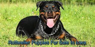 Parents hd, ed and jlpp clear. Rottweiler Puppies For Sale In Iowa