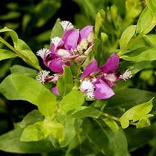 Image result for Polygala myrtifolia