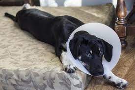 How To Care For A Dog After Neutering Surgery The First 24 Hours Cuteness Neutering Dogs Dog Care Sleeping Dogs