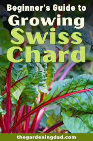 How To Grow Swiss Chard From Seed 6 Easy Steps Growing Swiss Chard Vegetable Garden For Beginners Chard