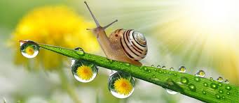 Sea snails (who live in saltwater) and freshwater snails typically use gills to breathe. How Long Do Snails Sleep It Might Change How You Sleep