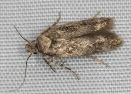 Image result for Chionodes continuellus