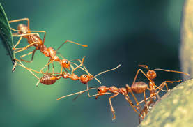 Sind sie einmal in der wohnung, sollten aber auch andere ameisenarten nicht auf die leichte schulter genommen werden. Was Hilft Gegen Ameisen 9 Wirkungsvolle Hausmittel