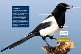 Pin Auf Vogel Im Garten