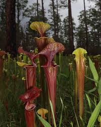 Image result for Polystachya leonardiana