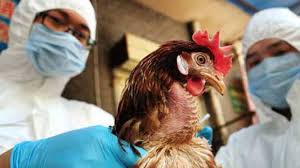 El virus de la gripe aviar está presente en varios países europeos, entre ellos francia, donde millones de animales fueron sacrificados para frenar su progresión. Brote De Gripe Aviar En Francia E India El Nacional