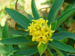 Image result for Gnidia