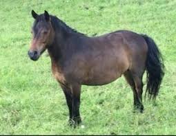 Miimosa Le Sarcenot A Poney Miimosa