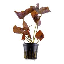 Image result for Nymphaea lotus