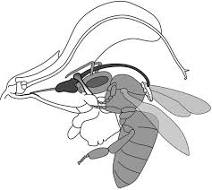 Bees and flowers have mutually beneficial relationships. Schematic Drawing Of The Interaction Of A Visiting Bee Honeybee With Download Scientific Diagram