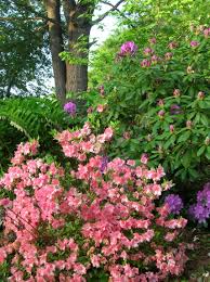 Azalea Solomon Seal And Rhododendron In My Shady Garden Woodland Garden Climbing Vines Perennials