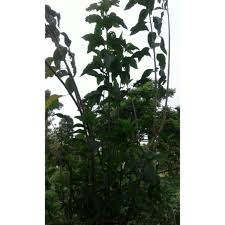Maybe you would like to learn more about one of these? Obat Herbal Daun Sambung Nyawa Segar Kemasan 200 G Shopee Indonesia