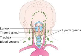 Sorry about the resolution, but it does explain the fascial compartments. File Diagram Showing The Position Of The Lymph Nodes In The Neck Cruk 353 Svg Wikimedia Commons