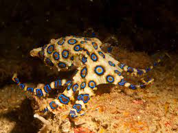 8 Coolest Octopods In The Oceans Dangerous Animals In Australia Australia Animals Dangerous Animals