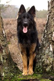 German Shepherd Black And Brown Puppy Here Are 10 Facts German Shepherd Lovers Must Always Remember The Last One Made Me Cry Dogs German Shepherd Dogs Shepherd Dog