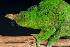 Image result for Olinia chimanimani