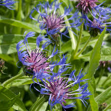 Image result for Centaurea