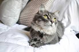 Kedi Kisirlastirma Gercekleri Ronesans Veteriner Izmir Alsancak 7 24 Acik