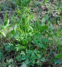 Image result for Ranunculus sceleratus