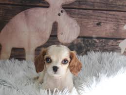 Jo cavalier king charles spaniels puppies for sale now text me your email and the breed of puppy you re interested in purchasing at () x. Cavalier King Charles Spaniel Dog Female Blenheim 2934860 Pet City Houston