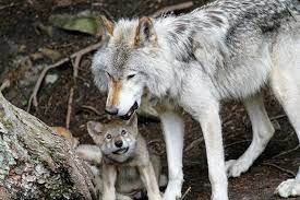 They may be slower than the prey they are chasing over short distances but they have superior endurance over long distances. Wolves Back From The Brink Of Extinction In Germany After 100 Years Euronews